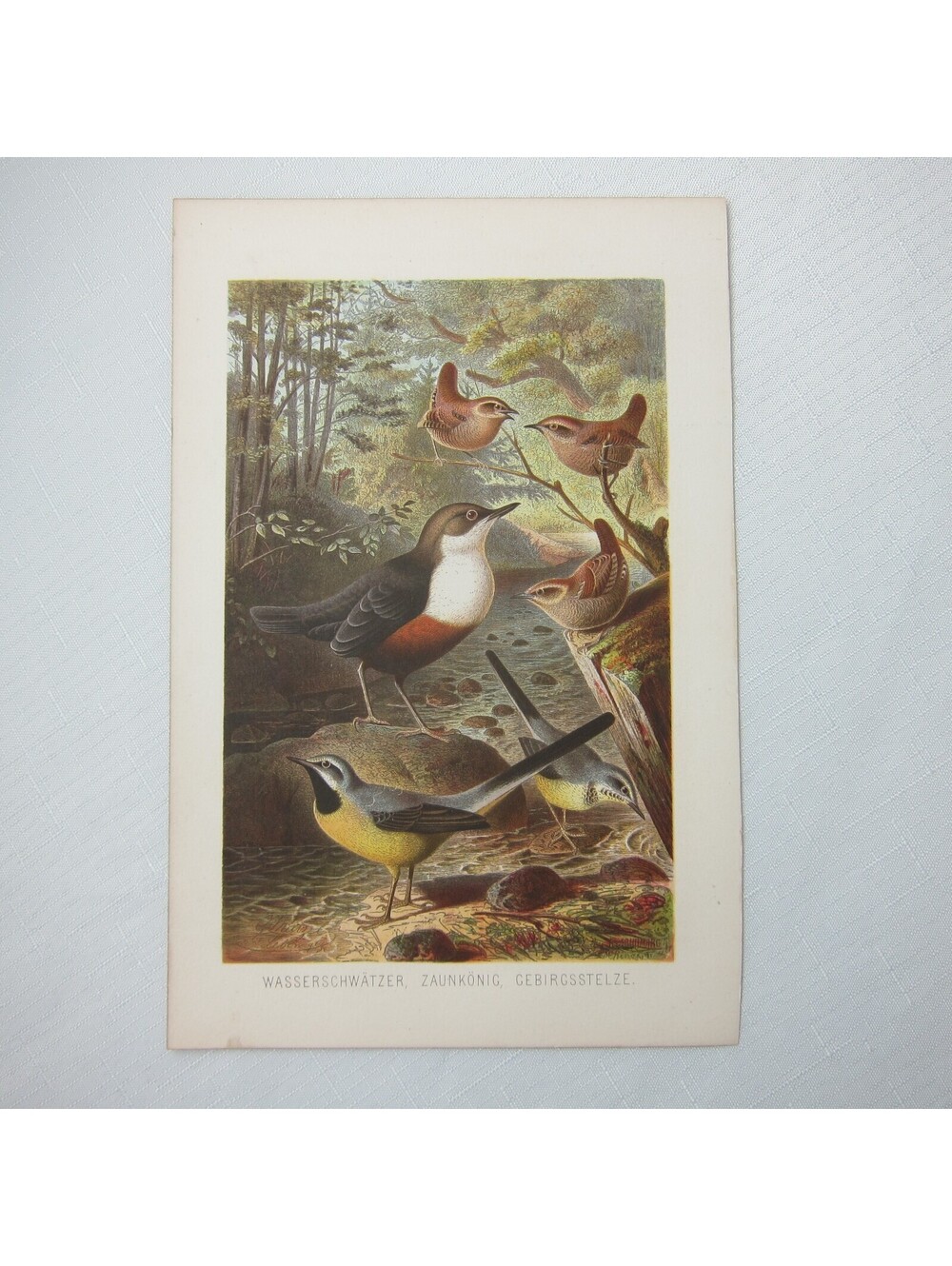 Antique Bird Print Lithograph Starling Birds Ornithology 1882